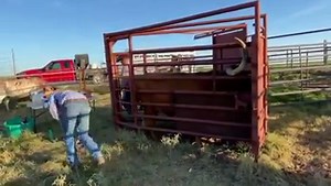 If we had only had a dollar for everytime we got asked "But how do you work those longhorns?" In today's "Hey, Scott", see a mature longhorn entering the chute, getting into position in a chute and being worked in a chute! Sarcee Stands with a Fist is a beautiful, mature longhorn cow that's part of our spring calving herd. Most get into position for measuring, etc., a little more quickly, but Sarcee is a bit of a priss and takes her time! Note that we have horn bars in place to keep her from bei