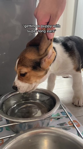 Adorable Beagle: Puppy with Super Long Ears