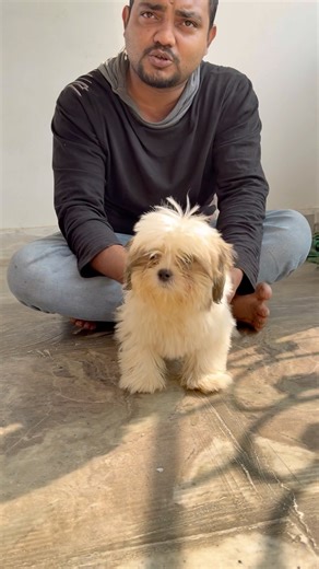 Lhasa Shih Tzu Puppy in Offer Price. #pets #dogbreed