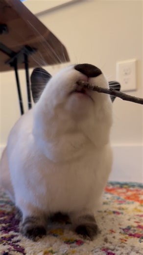 Bernie Bunny on Instagram: "The bunnies are excited about their new apple tree branches! 😋🌳 #bunnies #rabbitfood #enrichment #rabbitlife #bunnylove"