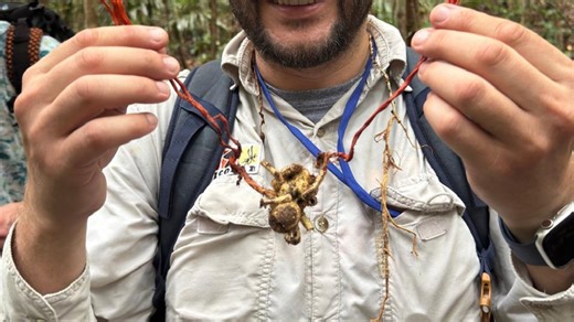 Fungo ‘zumbi’ no Brasil: o que é e por que viralizou