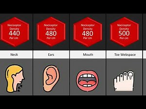 Comparison: Most Sensitive Parts Of The Body