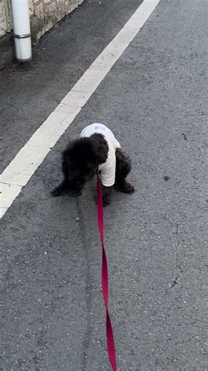 걸어다니면서 응가하는 강아지 #puppy #강아지 #김탄