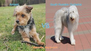 Armant vs. South Russian Ovcharka: A Comprehensive Breed Comparison