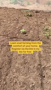 1.8K views | Stop  using the free space in your backyard to spread cloth  enjoy snail farming even from the comfort of your home. . Join my 1 hour free webinar on the basics of snail farming now , register now via the link in my bio. | Joks Snail Farm | Facebook