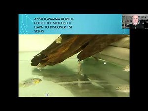 Fish disease case nr. 252 Apistogramma borelli, dwarf cichlid, with a bacterial infection