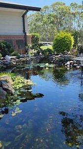 This was a fun capture with a great result. The snake was very relaxed having just eaten a frog. You can actually see the bulge in the snake in this clip. Now that's WILD! | Wild Conservation