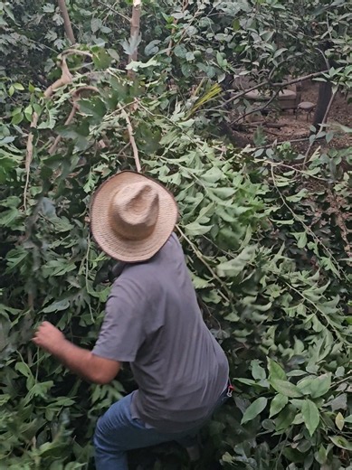 Pruning and Grafting a Fig Tree with Better Varieties