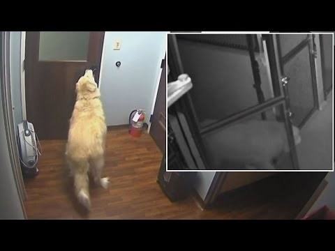 How This Clever Dog Escaped From The Kennel While Family Was On Vacation