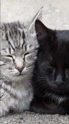 Tips to prevent cat fights in the same house !