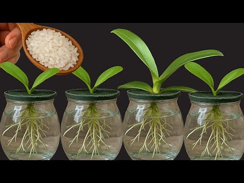 How to Grow Orchids Without Soil – Use This Trick to Get More Flowers and Roots