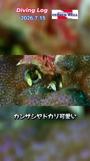 2026年7月15日串本ダイビングログ #センターウェル #ダイビングショップ #串本