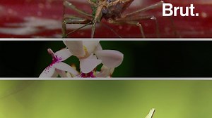 3 fearsome insect predators