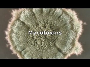 Mycotoxins and Mold by IndoorDoctor