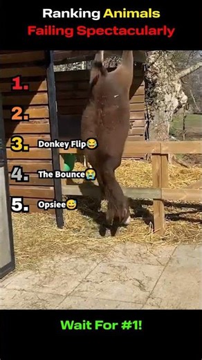 Ranking Animals Failing Spectacularly🤣🔥