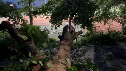 12 people injured after large tree falls during graduation ceremony in California