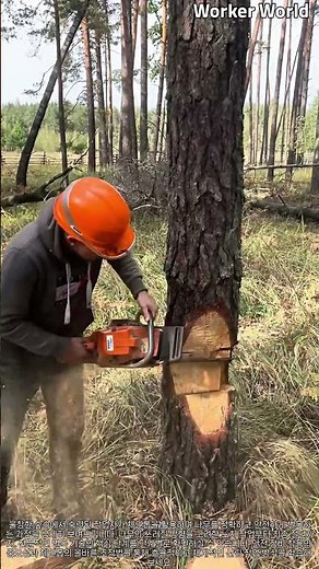 순식간에 쓰러지는 나무! 전문가의 정밀 벌목 현장 #worker #process #technique #professional #nature