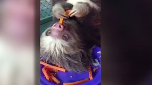 Distraction: Sloth eating carrots