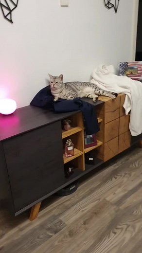 Adorable Bengal Cat in Action Indoors