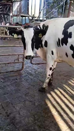 Ballymena Livestock Market on Reels