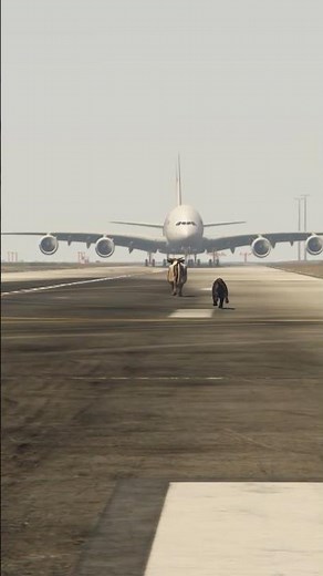 Passengers Shocked: Panther Hunts Cow During Airbus a380 Landing