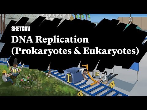 DNA Replication: Prokaryotes & Eukaryotes (Part 1) | Sketchy Medical | USMLE Step 1