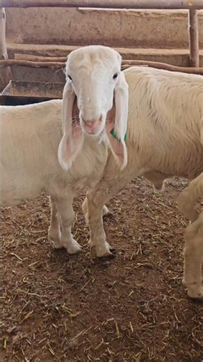 The next generation growing well. #mbisfarms #lambs #balamilambs #balamibreed #farminginafricaless
