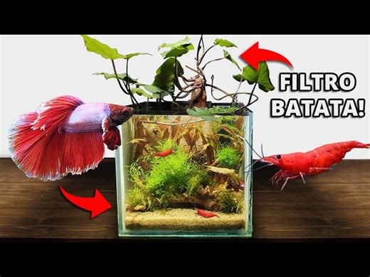 RESCATÉ un pez Betta y le construí un acuario (Sin Filtro!) | TerraGreen