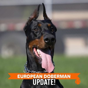 Life With Two Dobermans | Dogumentary TV