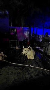 1.4K views | The stubborn cow 藍 | Brightgrillzzglobal | Facebook