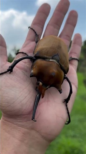 Giant Elephant Beetle in Hand! 🪲😲 #nature #beetle #wildlife #bugs