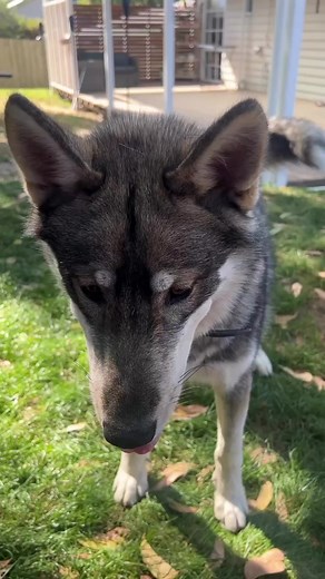 1.5K views · 55 reactions | Make sure your using your dogs brain at home to guys! 45- an hour of brain work is just as beneficial as walking your dog for an hour! | Balanced K9 Training | Facebook