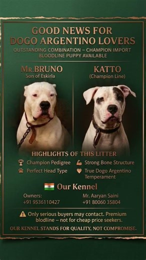 dogo argentino puppy available for sale 9536110427#dogoargentinoworld #dogoargentino #dogbreeds