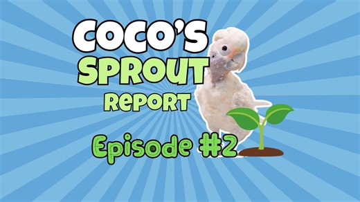 19K views · 1.1K reactions | Rescue cockatoo grows new feathers! #parrot Watch the progress of Coco's new feather growth. | Lucky Lou and Coco Too | Facebook