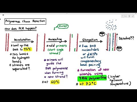 19-8 Polymerase Chain Reaction (Cambridge AS A Level Biology, 9700)