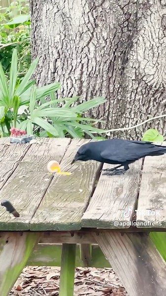We call it “Twos” since it only crows twice. #crow #birds #birdwatching #backyard #wild #wildlife #friends #makingfriends #animalseating