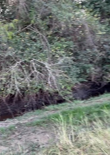 6.2K views · 12 reactions | Japanese Sparrowhawk chasing the prey | AmericanEagle | Facebook