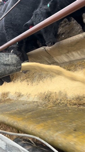 Feeding calves with a UTV feeder by Feed Train. It’s a lot better than carrying feed buckets. It was raining pretty good. I’ll get a better video with calves another day. #polaris #cattle #farmlife #ChoreTime #thediversifiedfarmer | The Diversified Farmer