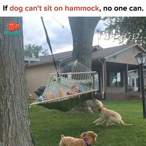 256K views · 2.1K shares | "I do not like you snuggling with that strange net thing, human. Snuggles are reserved for dog!" | Waggle | Facebook