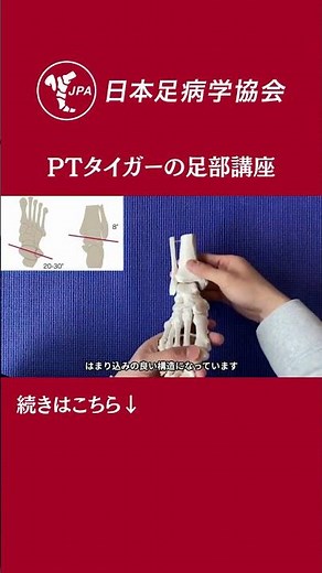 骨模型で学ぶ足部の関節 Part3 距腿関節【PTタイガーのYouTube足部講座】