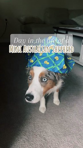 What the duck 🦆 #dogvlog #dayinthelife #Australianshepherd #aussiethings #aussiesdoingthings #dogtok #miniaussie