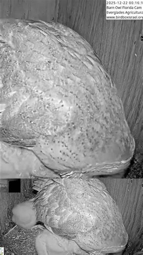 OMG Wildlife! 🦉 Barn Owl Chicks Being Fed