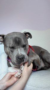 4.1K views · 524 reactions | Let’s clean his Frito paws 凉 #americanbully #funnydog #dogcontent #funnyvideos #petlover #dogoftheday #dogmom #dogmemes #spoileddog #funnydogs #cutedog #dogowner #funnypets #dogs #doghumor #dogcare #dogspa | Hippo American bully | Facebook