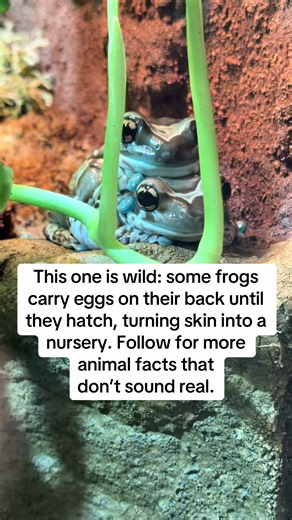 Frogs Carrying Eggs on Their Back: Nature's Nursery