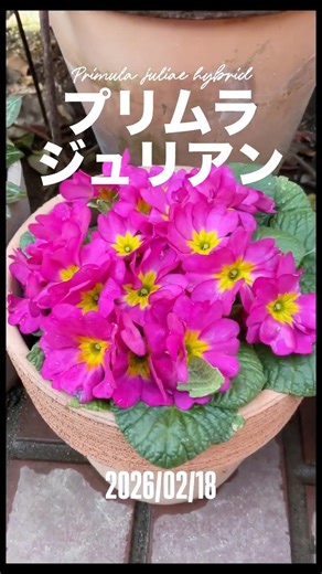 Primula juliae hybrid⠀⠀February 18, 2026 Primula juliae is popular among gardening enthusiasts fo...