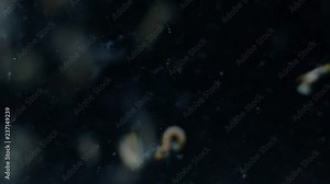 Slow motion group of Mosquito, Larvae and Pupae in polluted water in laboratory for education.