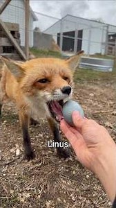 Adorable foxes get Easter eggs! 🥚🐰