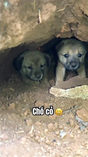 Dòng chó cỏ cực kỳ cute khi còn nhỏ #dencorgi #pets #dencorgifarm #doglife