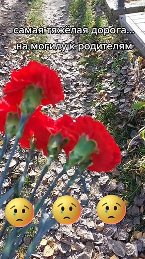 Vibrant Red Carnations in Full Bloom Outdoors