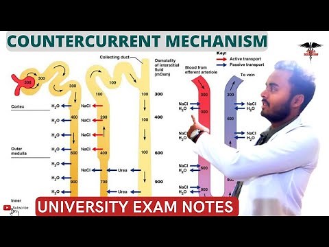 Countercurrent Mechanism || Countercurrent Multiplier | Countercurrent Exchanger Symstem.